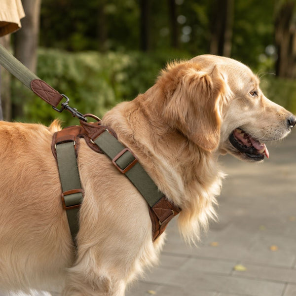 Leashes, Collars, & Harnesses