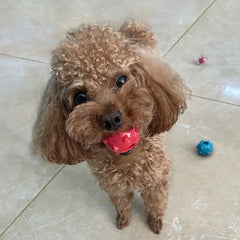 Mini Squeaky Dog Ball Soft Floatable Toss Chase Toy Small Dogs