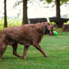 Dog Football Toy Floatable Squeaky Durable Fetch Ball Medium Large Dogs