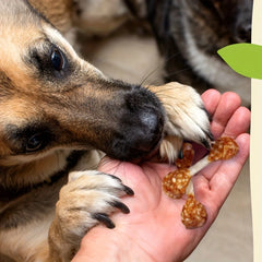Chicken Dumbbell Dog Treats High Protein Natural Training Chews for Dogs