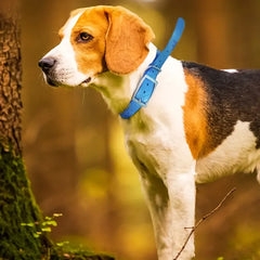 Waterproof TPU Hunting Dog Collar Adjustable Durable Large Dog Training Collar