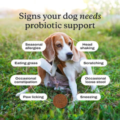 Probiotic Chews for Dogs Digestive Gut Health Beef Flavor Supplement Daily